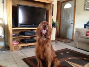 "Riley" at 3 years old. Riley was the teal boy. Owner: Ilene Cooper Texas
