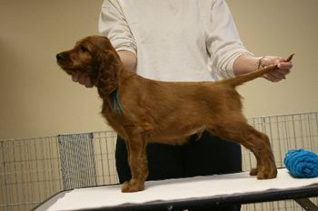 Teal Boy - 8 weeks.

