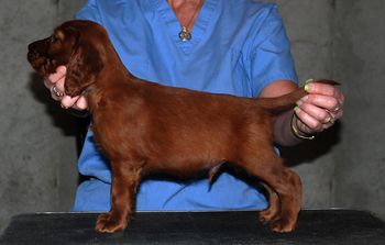 Teal boy - 6 wks
