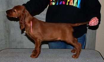 9 wks Pink girl

