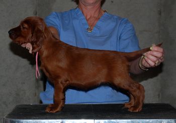 Pink Girl - 6 wks
