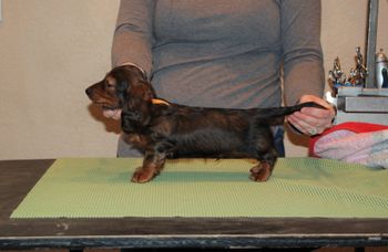 Orange boy at 8 wks.
