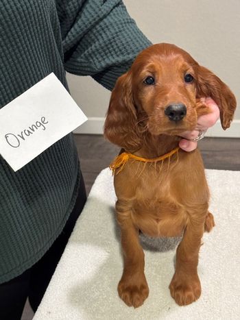 Orange girl at 8 weeks old.
