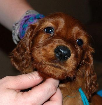 Teal boy 6 weeks.
