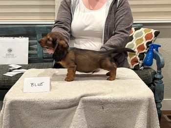 Blue boy at 8 weeks.
