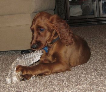"Ares" Dark Green Boy Owners: Bethany & Jeff Beier Nebraska
