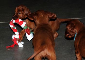 Playtime!  I have an unfinished basement that I let them run every evening.  They have a ball!!
