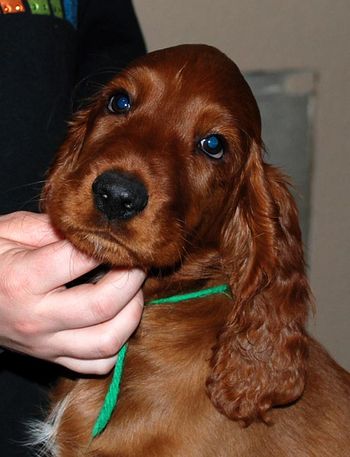 9 wks Green boy
