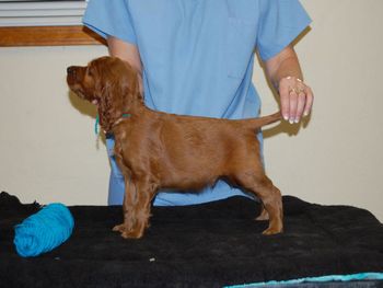 Teal boy at 6 weeks.
