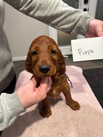Purple girl at 7 weeks old.
