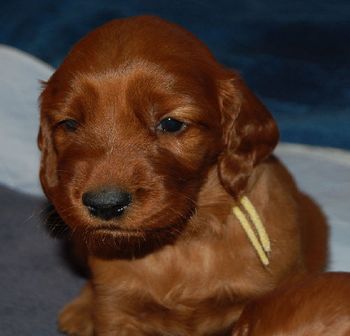20 days old.
