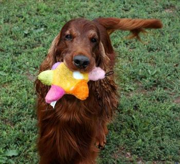 Always a stuffie in his mouth!! (Sept 2008)
