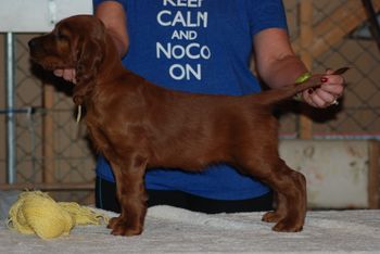 Yellow girl at 7 weeks.
