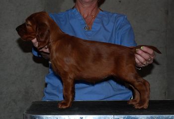 Gray girl - 6 wks
