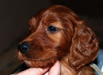 Grey girl 6 weeks.
