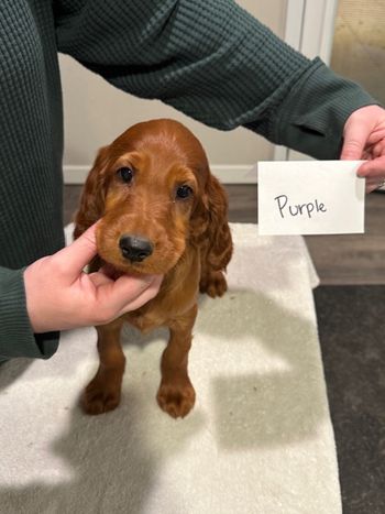 Purple boy at 8 weeks old.
