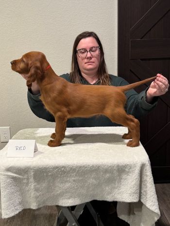 Red boy at 8 weeks old.
