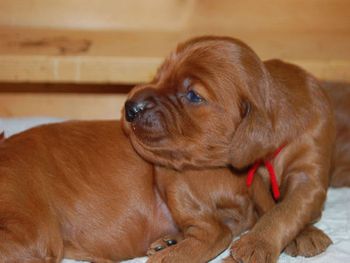 Eyes are opening! They are 12 days old already.
