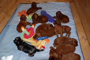 4 wks old - still in the whelping box. Notice the dacshund - she loves being with the other puppies.
