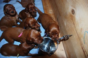 First time they got to see a water bucket - they were so funny to watch take their first drink.
