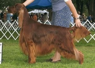 "Bagger" BISS Ch. Galewinns Spirit of Tramore (Ch. Keliaire Marlin Brando x Tramore D Toribel)
