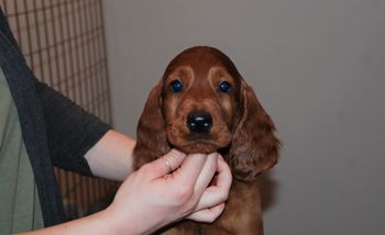 Red boy at 7.5 weeks old.
