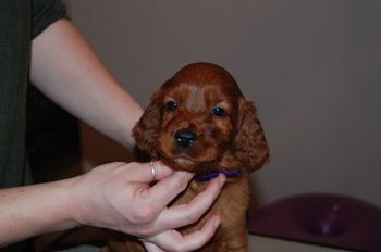 Purple girl at 5.5 weeks old.
