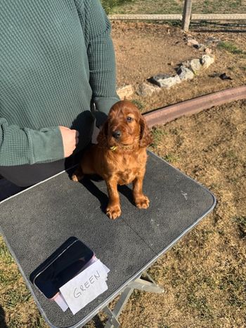Purple girl at 5 weeks old.
