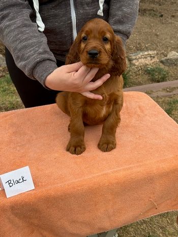 Black boy at 6 weeks old.
