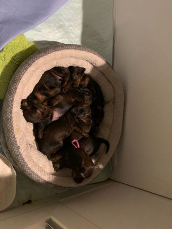 They love their bed!
