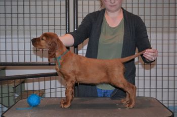 Teal boy at 7.5 weeks old.
