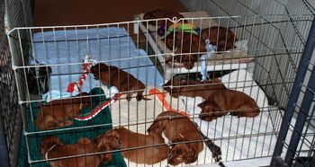 This is all 12 puppies crashed out after playtime.  A tired puppy is a good puppy!! lol

