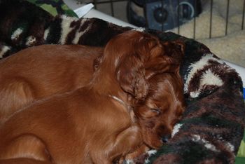 Crashed out after running the basement.
