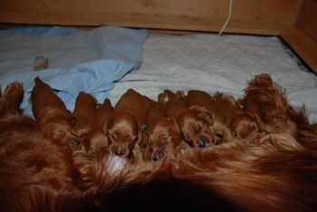 10 days old.
