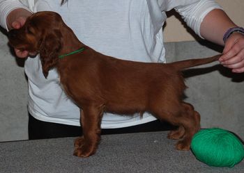 Green boy at 7 wks old.
