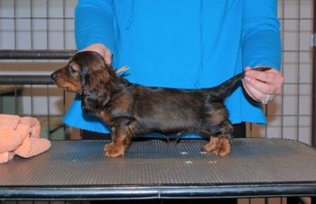 Orange boy at 7 weeks.
