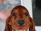 Sonny's head at 8 wks old.
