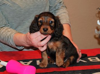6.5 wks pink girl
