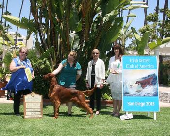 Sonny placing 3rd in his class at the Irish Setter National!!!  I was so proud of him!! June 2016
