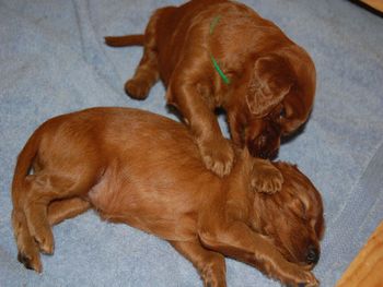 The green boy kept chewing and pulling on this poor girl - she never did wake up!
