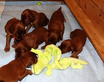 Starting to play with toys and with each other.
