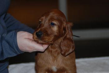 Black boy at 6 weeks old.
