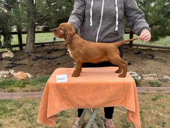 Maroon boy at 6 weeks old.
