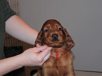 Red boy at 5.5 weeks old.

