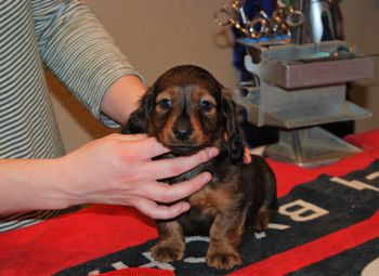 6.5 wks old red boy
