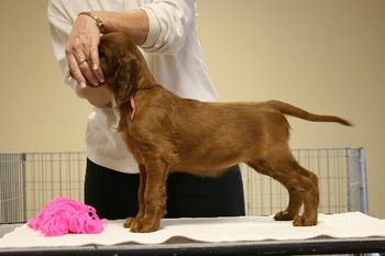 Pink Girl - 8 weeks.
