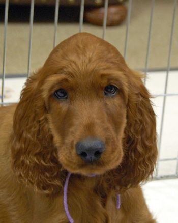 Purple girl head - 11 wks.
