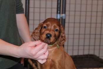 Lime breed boy at 5.5 weeks old.
