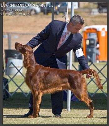 Arlo being shown by Loren Morgan at the 2008 Irish Setter National in Arizona.
