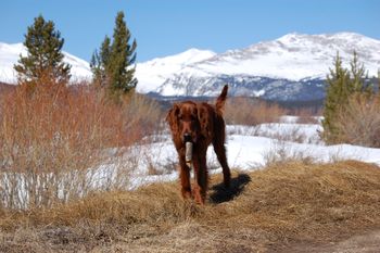 "Shilo" (orange girl) Galewinns Mimosa.  Shilo is owned by Cindy & Keith Birchler of Breckenridge, Colorado.
